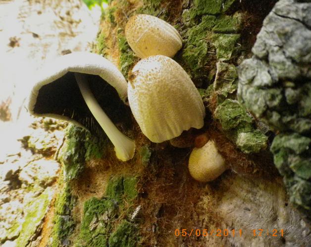 Coprinus_domesticus_al_parco_1_Maggio