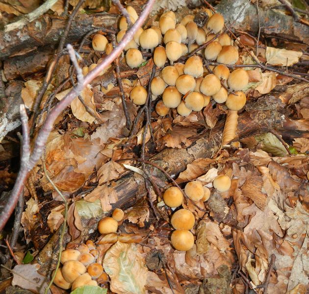 Coprinus micaceus