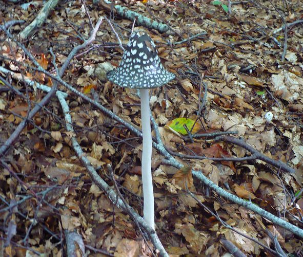 Coprinus_picaceus