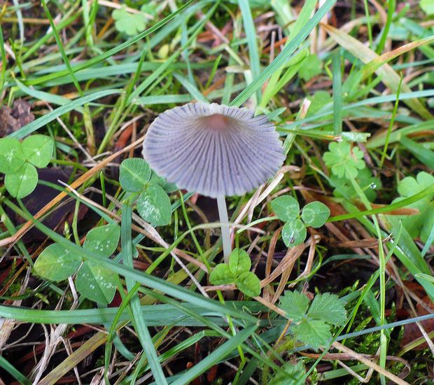 Coprinus plicatilis