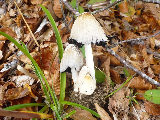 Coprinus_radians