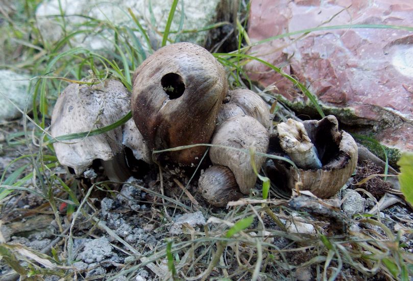 Coprinus romagnesianus