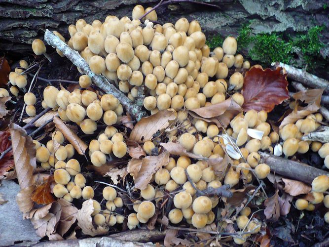 Coprinus_truncorum