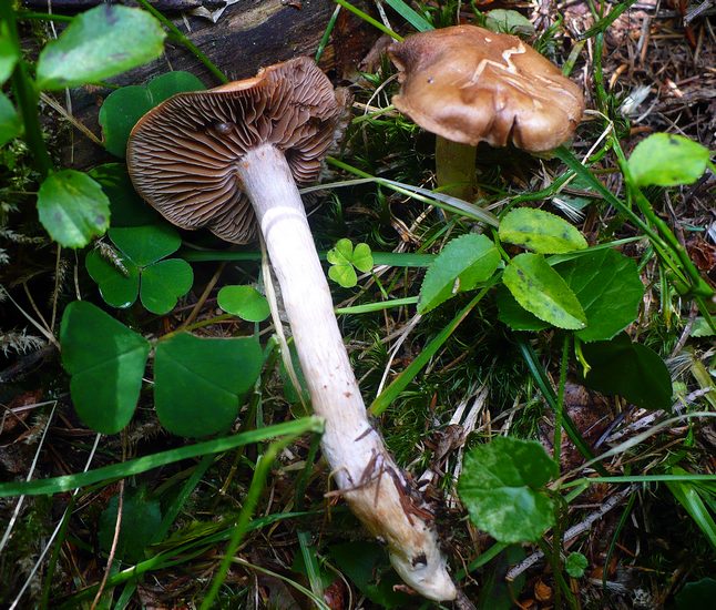 Cortinarius rigens