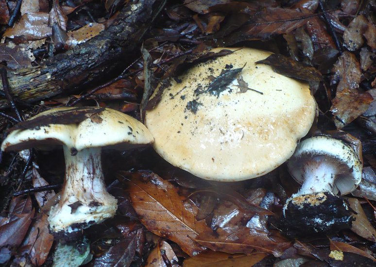 Cortinarius aleuriosmus
