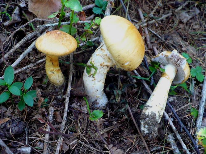 Cortinarius_armillatus