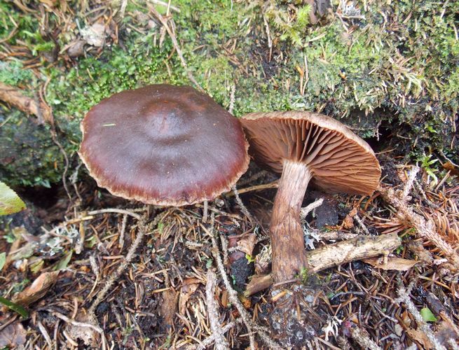 Cortinarius_brunneus