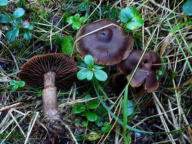 Cortinarius_brunneus_3