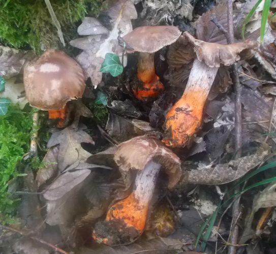 Cortinarius_buillardii