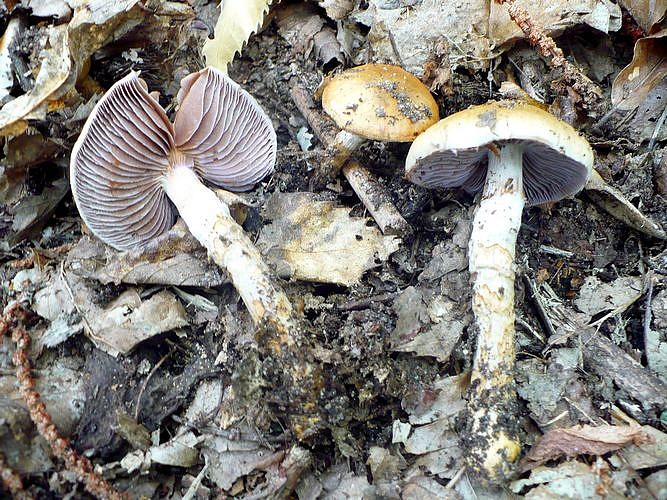 Cortinarius_caligatus