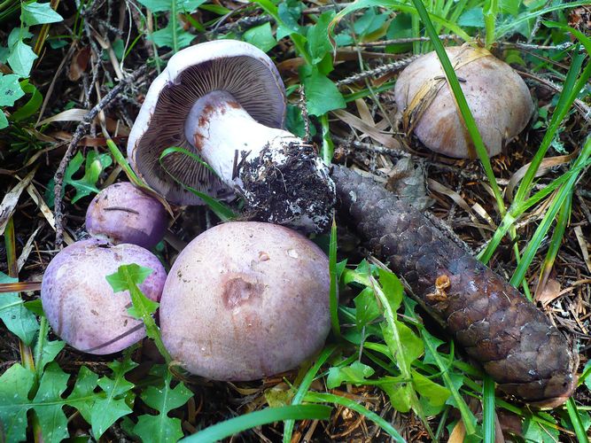 Cortinarius_camphoratus_2
