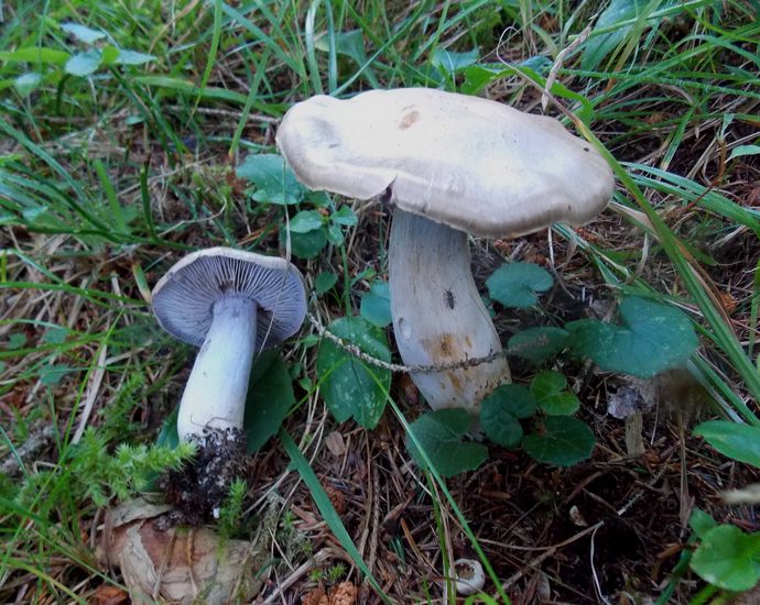 Cortinarius camphoratus Pampeago