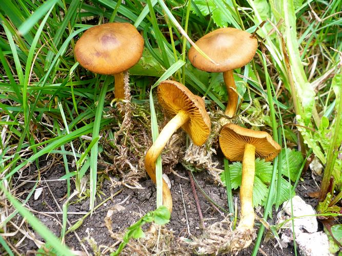 Cortinarius_cinnamomeoluteus