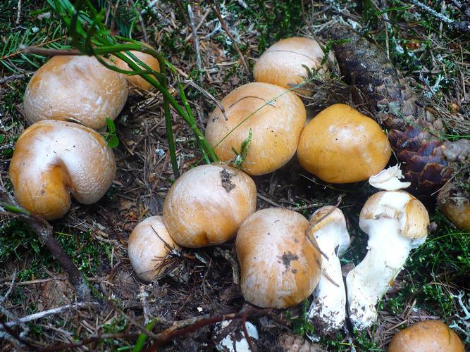 Cortinarius_claricolor_3