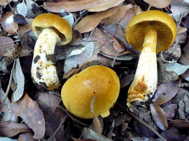 Cortinarius_cotoneus