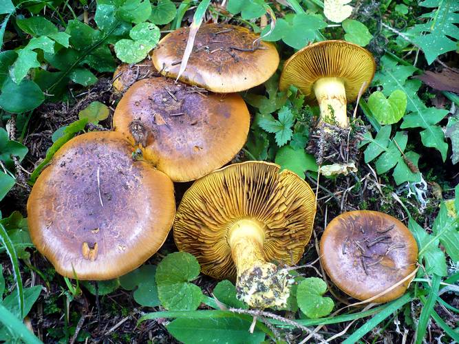 Cortinarius_elegantior