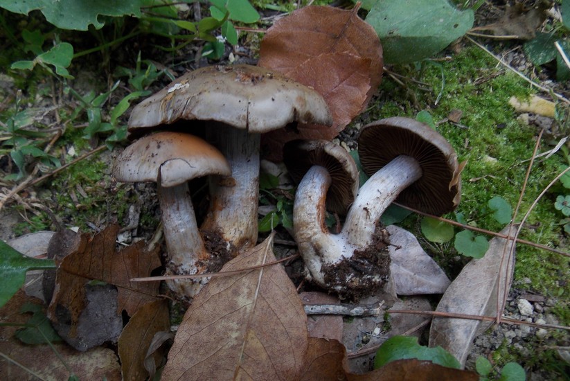 Cortinarius infractus