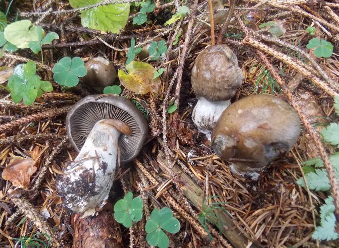 Cortinarius_infractus_va.obscurocyaneus