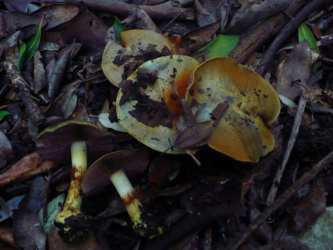 Cortinarius_ionochlorus_Conero
