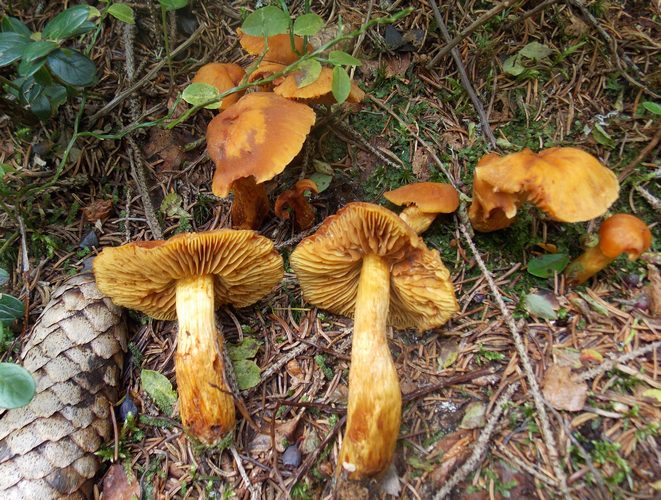 Cortinarius_limonius