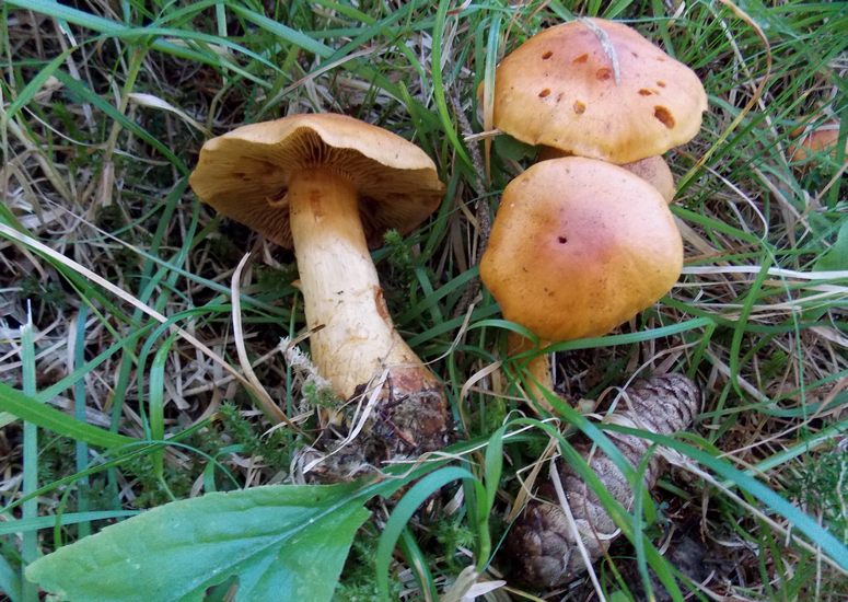 Cortinarius limonius Pampeago