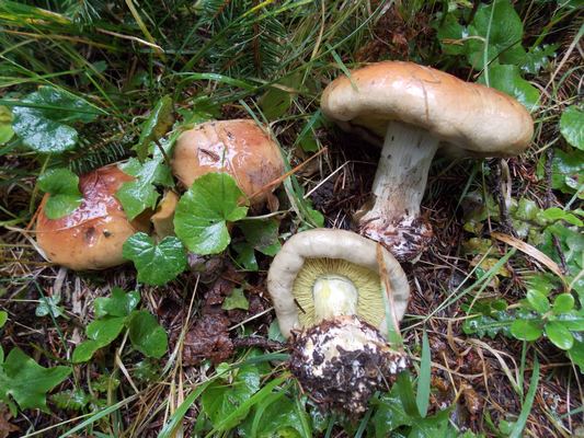 Cortinarius_odorifer