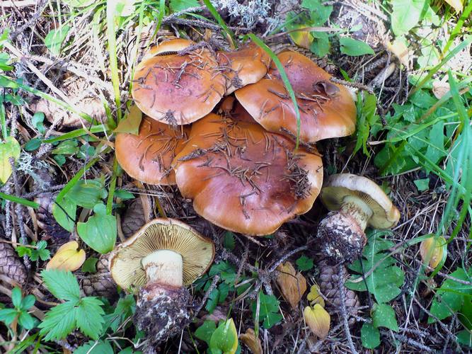 Cortinarius_odorifer_2