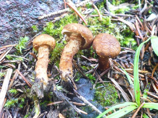 Cortinarius_pholideus