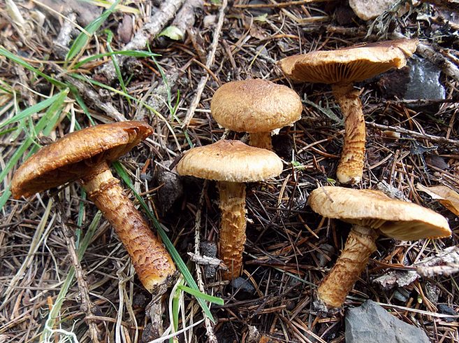 Cortinarius_pholideus_2014