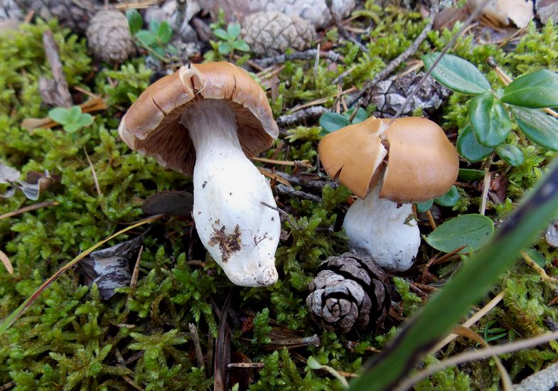 Cortinarius poecilopus