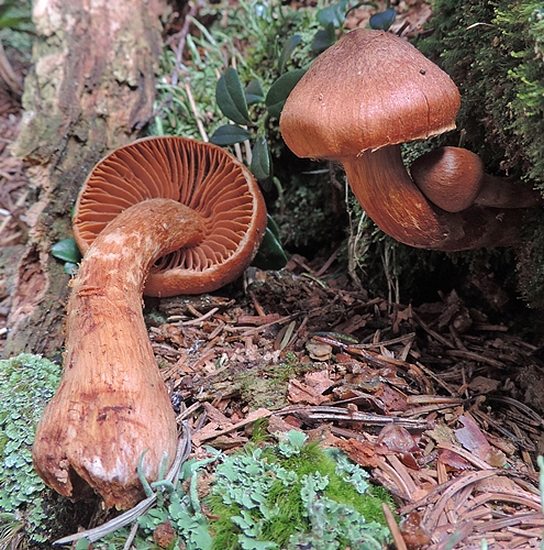 Cortinarius rubellus