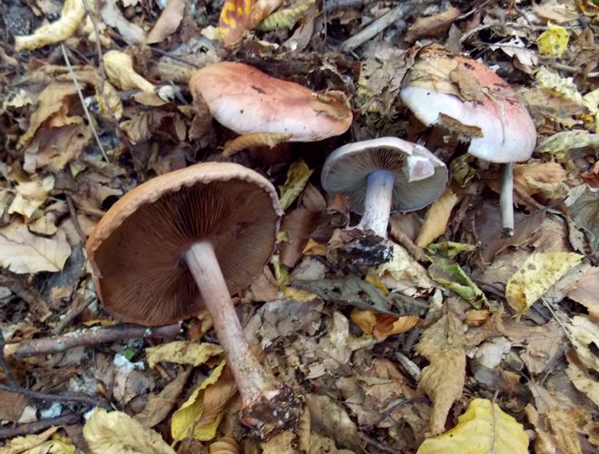 Cortinarius_rufolivaceus