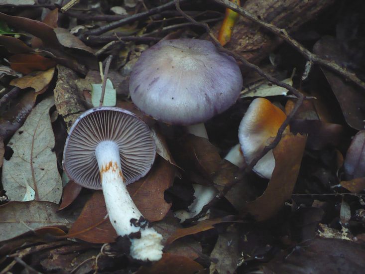 Cortinarius_salor