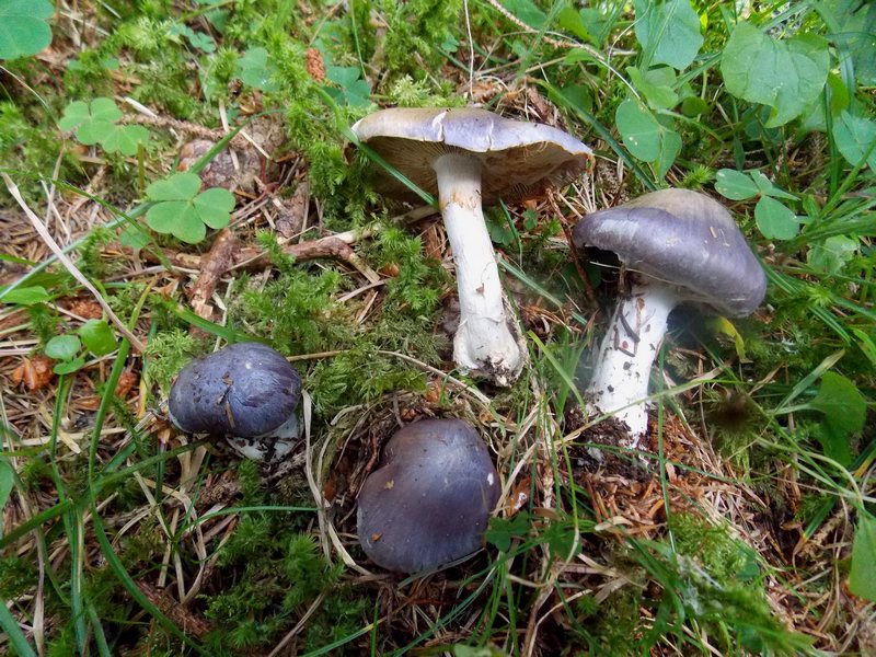 Cortinarius salor Pampeago