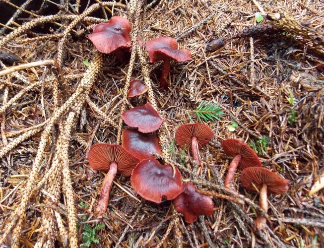 Cortinarius_sanguineusMalga_Zelendria