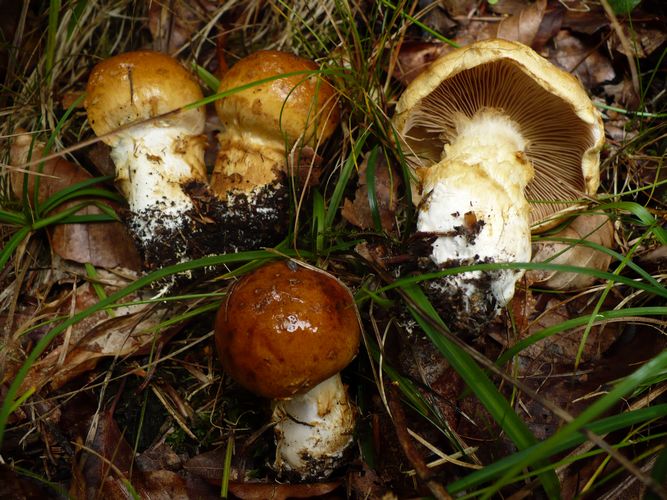 Cortinarius_subvalidus