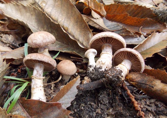 Cortinarius_torvus_2