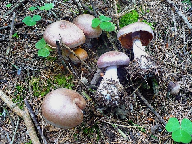 Cortinarius_traganus_2