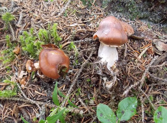 Cortinarius_triformis