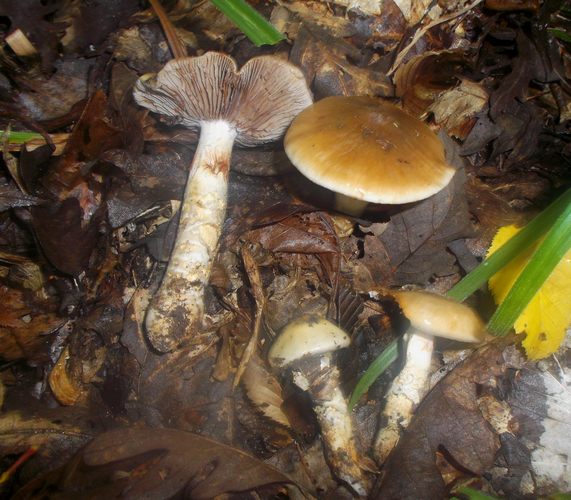 Cortinarius_trivialis