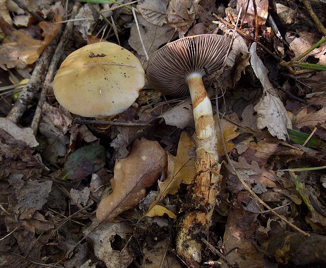 Cortinarius trivialis 2