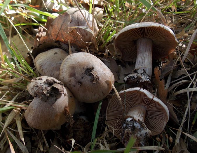 Cortinarius turgidus