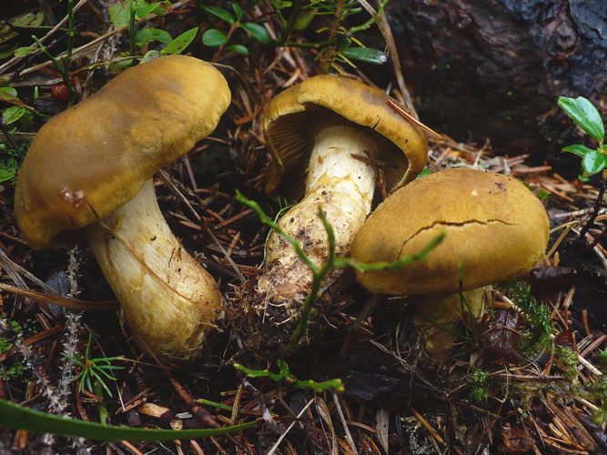 Cortinarius_venetus_va.montanus