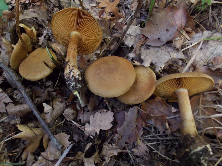 Cortinarius venetus va.venetus