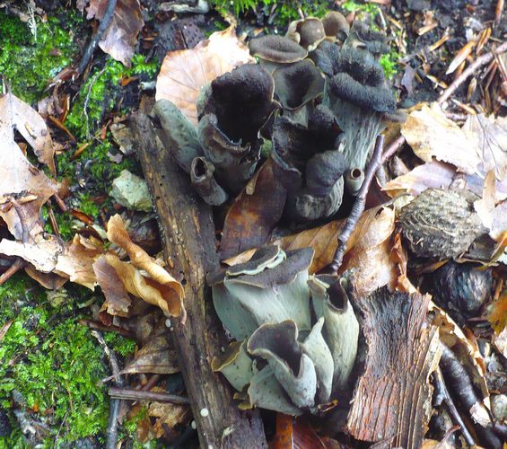 Craterellus_cornucopioides