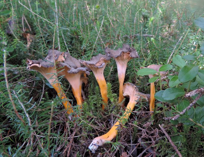 Craterellus lutescens ex cantharellus lutescens