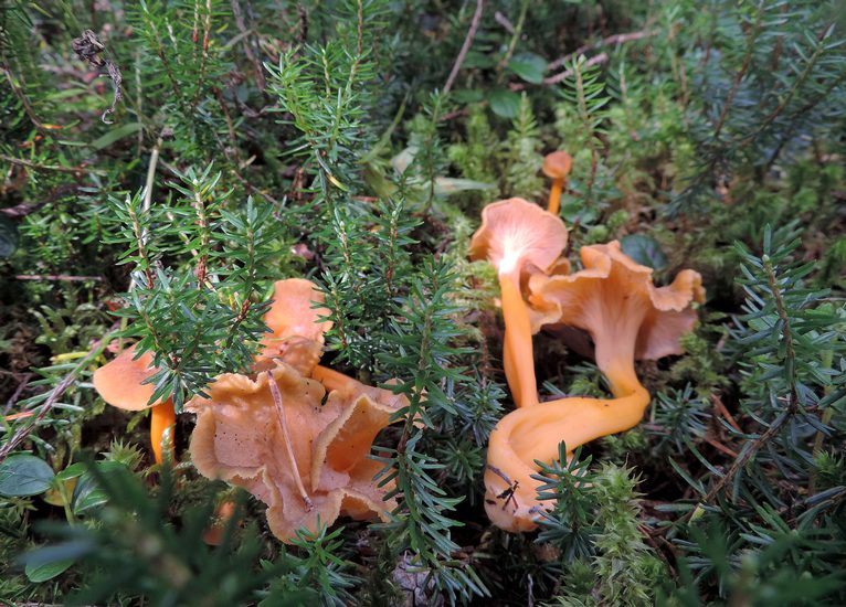 Craterellus lutescens fo. luteocomus