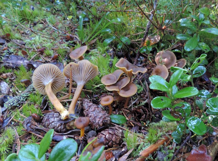 Craterellus tubaeformis