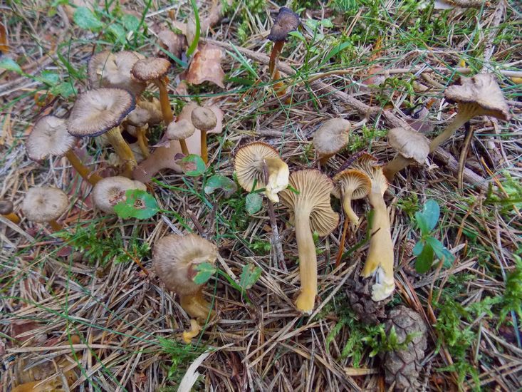 Craterellus tubaeformis 2