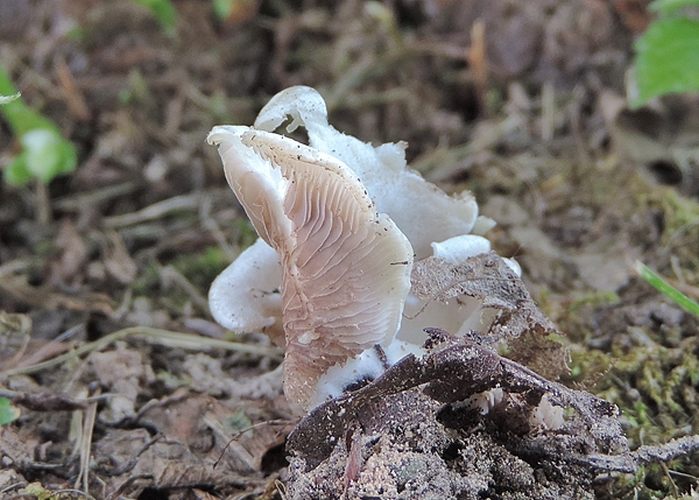 Crepidotus autoctunus camm x